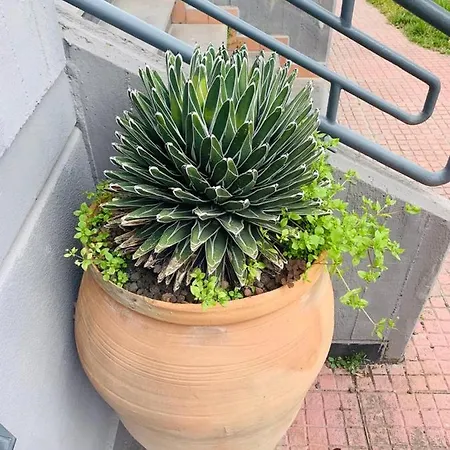 Fiori Dell Etna マスカルチーア