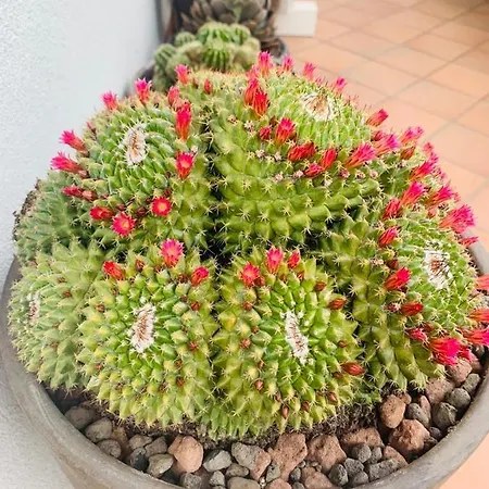 アパート Fiori Dell Etna *